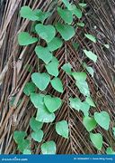 Image result for Climbing Vine Weed