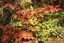 Image result for Acer japonicum Vitifolium