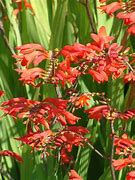 Image result for Crocosmia Emberglow