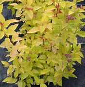 Image result for Spiraea japonica LITTLE FLAME