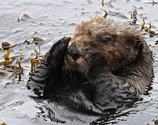 Image result for Sea Otters Vicious