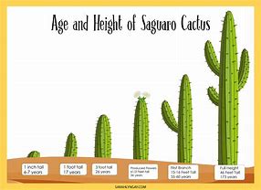Image result for Saguaro Cactus Life Cycle
