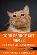 Image result for Cats Named Cupecake