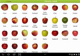 Image result for All Apple Types