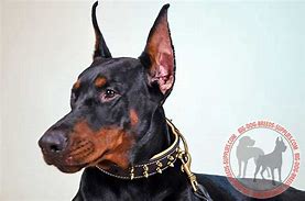 Image result for Doberman Spiked Collar