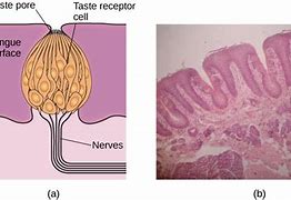 Image result for Taste Buds in Tongue Complex Diagram