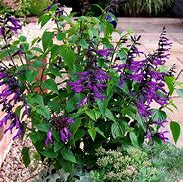 Image result for SALVIA AMISTAD DARK PURPLE