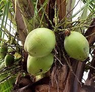 Image result for Coconut