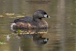 Image result for Podiceps Podicipedidae
