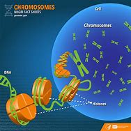 Image result for DNA in Chromosomes