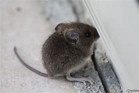 Image result for Cute Black Baby Mouse