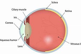 Image result for Retina Iris