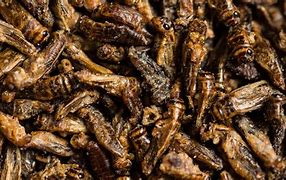 Image result for Cricket Food Science Thing
