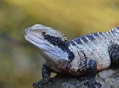 Image result for A Gray Lizard