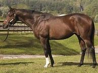 Image result for Nebbiolo Horse