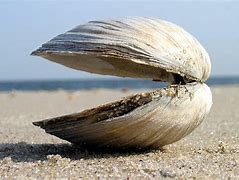 Image result for Ang Burrowing Clam Ocean Quahog