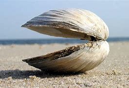 Image result for Old Clam