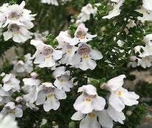 Image result for Prostanthera cuneata