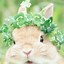Image result for Cute Rabbit iPhone Wallpaper
