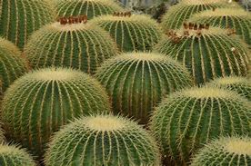 Image result for Picture of Cactus Plant in Desert