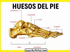 Image result for huesoso
