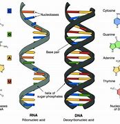 Image result for Genetic Code of Life