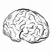 Image result for Human Brain Drawing
