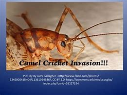 Image result for Camel Cricket Infestation