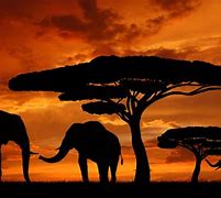 Image result for African Wallpaper Free Images