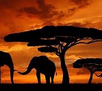 Image result for Cool African Wallpapers