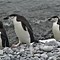 Image result for Penguin Furit
