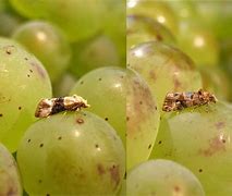 Image result for "grape-berry-moth"