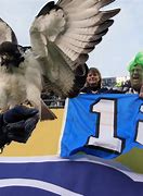 Image result for Seattle Seahawks Bird