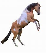 Image result for Paint Horse Running