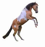 Image result for Arabian Paint Horse