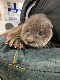 Image result for Baby Otter Britain