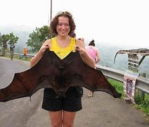 Image result for Okinawa Giant Fruit Bats