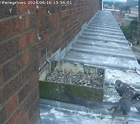 Image result for Tallest House Falcon Nest