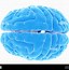 Image result for Normal Human Brain