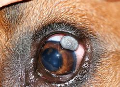 Image result for Papilloma Dog