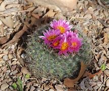 Image result for Wyoming Cactus