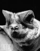 Image result for Western Mastiff Bat