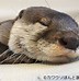 Image result for Japan Otter