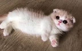 Image result for Munchkin Cat Baby Kitten