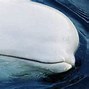 Image result for Beluga Whale Face