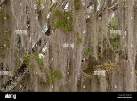Image result for Spanish Moss Plant