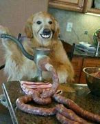 Image result for Cursed Funny Dog Memes