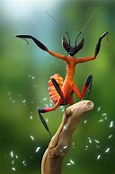 Image result for Kung Fu Mantis Wallpapers