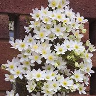 Bildergebnis für Clematis early sensation