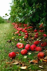 Image result for Fall Apples